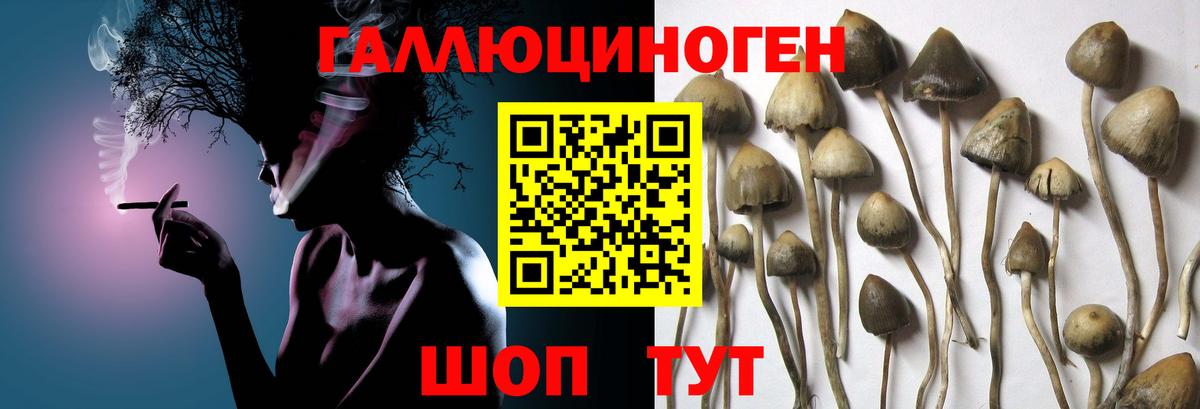 Галлюциногенные грибы MAGIC MUSHROOMS  Вход с VPN  Кандалакша 